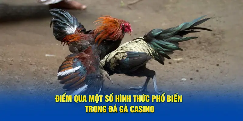 Điểm qua một số hình thức phổ biến trong đá gà