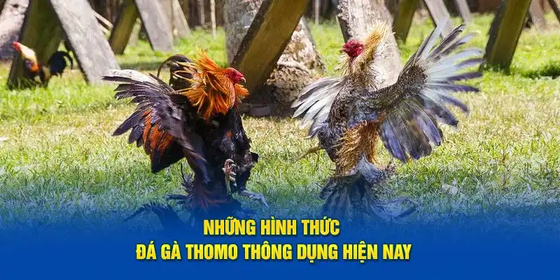 Những hình thức đá gà thomo thông dụng hiện nay