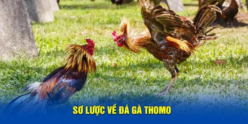 Sơ lược về đá gà thomo 