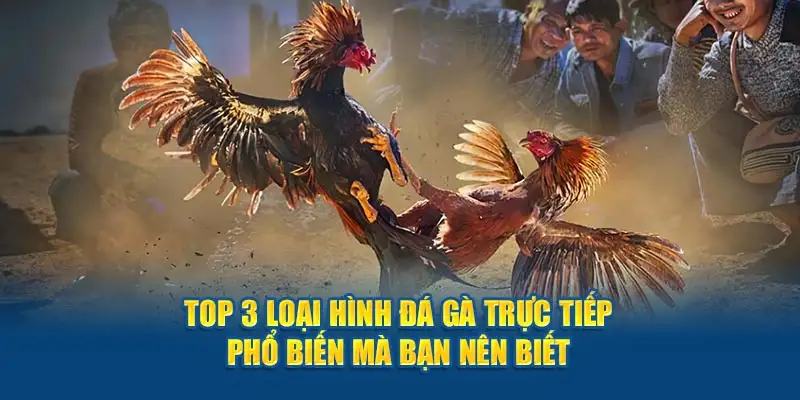 Top 3 loại hình đá gà trực tiếp phổ biến mà bạn nên biết